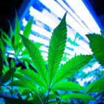 Marijuana Werx